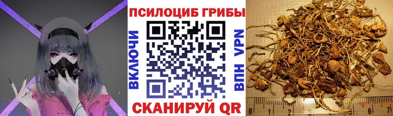 Купить  Валдай  Галлюциногенные грибы GOLDEN TEACHER 